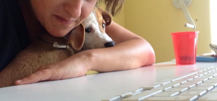 Volete un cane? Adottate un randagio