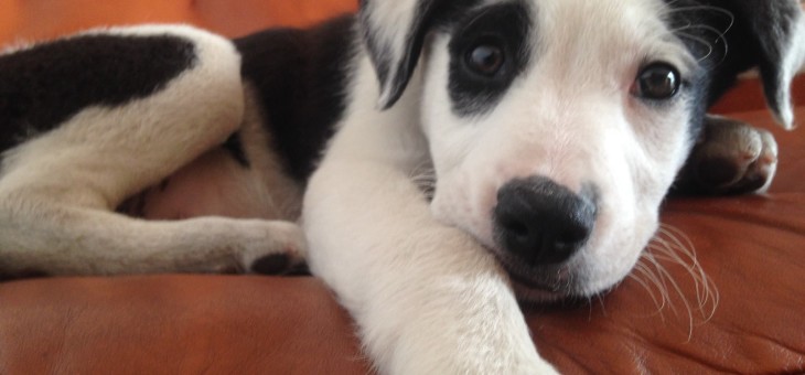 Newton, un perfetto cane da ufficio