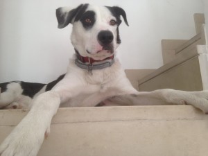 Karma Communication - Newton un cane con un occhio nero