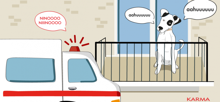 Non un cane d’ufficio, ma un lupo karmiko